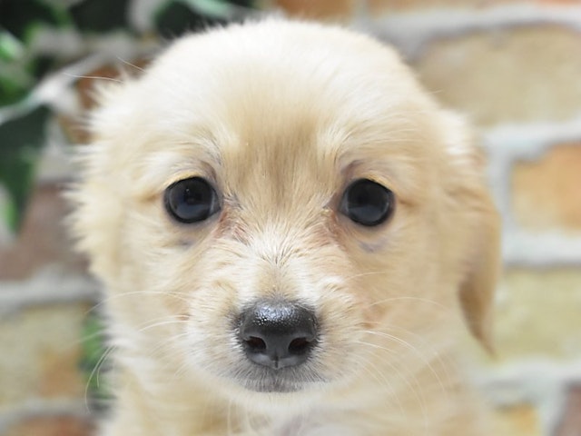 鳥取県のハーフ犬・ミックス犬 (ペッツワンFC鳥取店/2024年6月29日生まれ/男の子/クリーム)の子犬